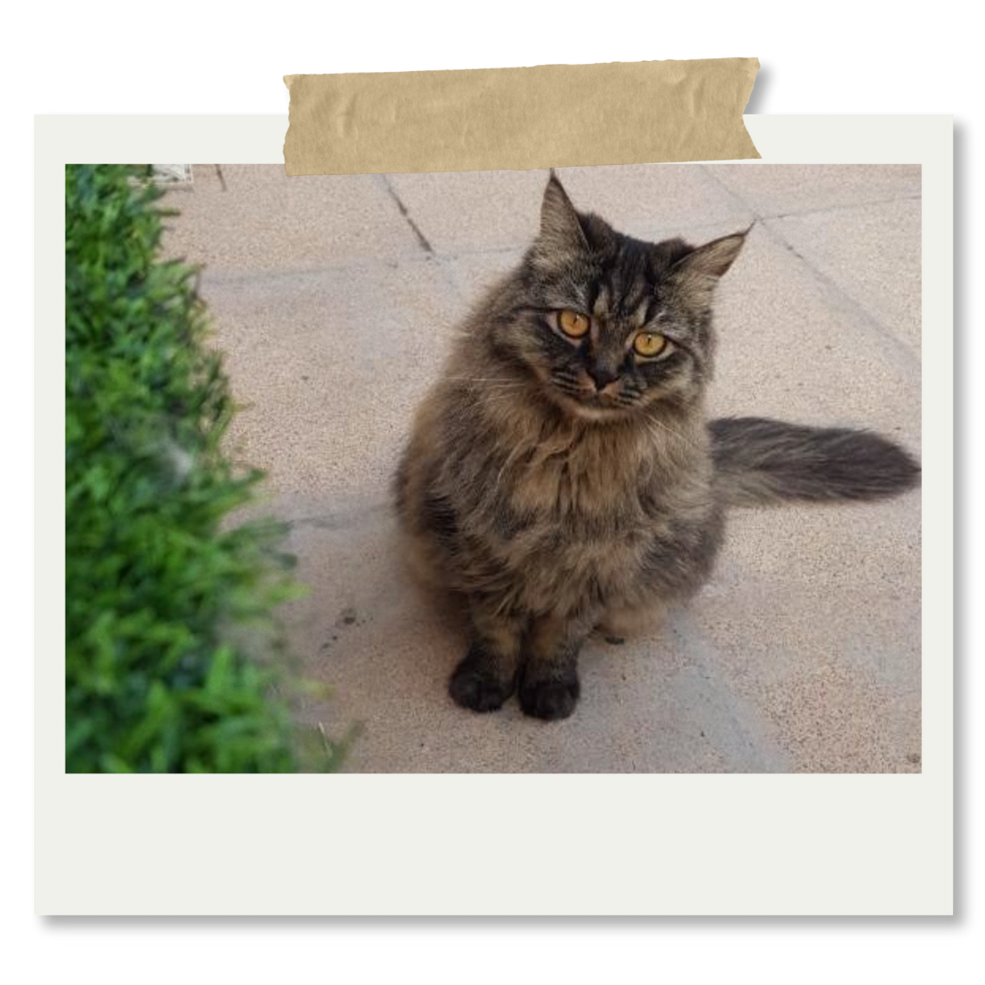سیمین